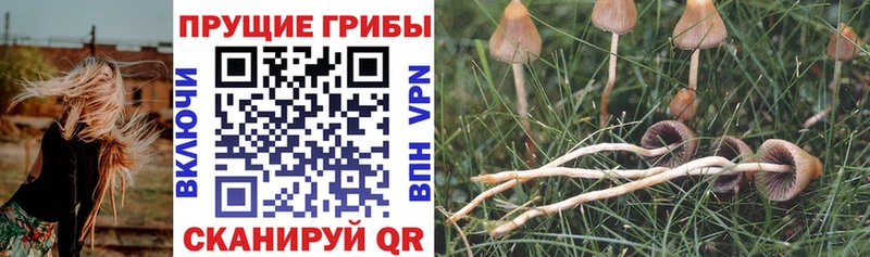 Галлюциногенные грибы GOLDEN TEACHER  магазин    Киселёвск 
