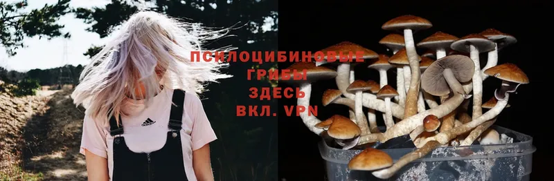 Псилоцибиновые грибы Cubensis  Киселёвск 